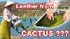 Leather From Cactus This Is How Vegan Leather Is Made